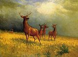 The Little Deer Paintings - Deer in a Field by Albert Bierstadt